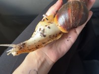 Dev afrika salyangozu yavru achatina fulica 05.2026 doğumlu
