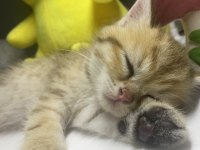British Shorthair Golden Tabby Erkek Yavru