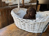 Orjinal toy poodle çikolata özel renk