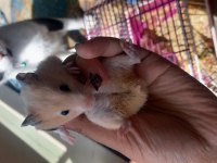 Yavru Hamster