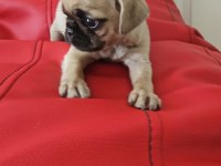 A kalite pug mops yavru