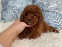 Orjinal Red Brown Toy Poodle yavru