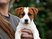 FCI(KIF) Şecereli Safkan Kısa Tüylü Jack Rusell Terrier