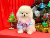 Safkan Pomeranian Boo Köpeklerimiz