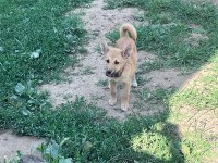 Akita inu yavru köpekler