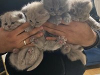 Efsane lilac british longhair yavrularımız