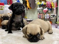 Pug yavrularımız yeni ailesini bekliyor
