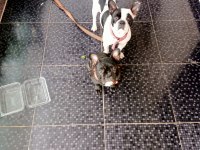 French bulldog yavru köpeklerimiz