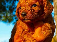 Toy poodle yavruları