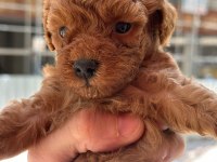 Orjinal Toy Poodle Yavrularımız