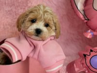 IRK GARANTİLİ F2 MALTİPOO YAVRULARI