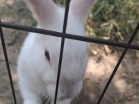 2 buçuk aylık yeni zelanda kırması yavru tavşanlarımız