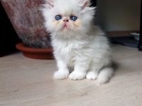 Oyuncu iran persian yavrular