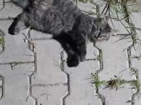 Çok akıllı uysal kedimiz