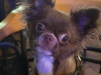 Çikolata Longhair Chihuahua