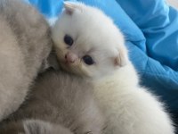 Scottish fold dişi yavrular