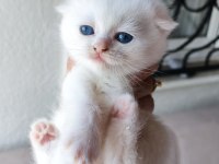 Beyaz scottish fold yavrular sahiplendirilecektir