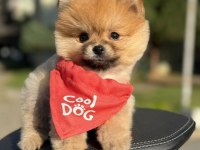 Safkan Pomeranian Boo Bebekler