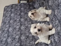 Terrier maltese 0 numara