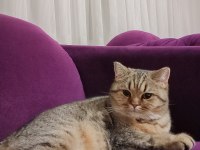 SİYAH BEYAZ KIRÇILLI BRİTİSH SHORTHAİR