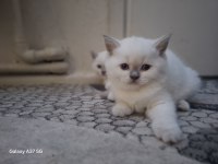 British Shorthair Bebeklerim