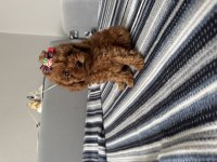 ANNE ALTINDAN TATLI TADINDA POODLE BEBEKLERİ