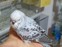 Yavru ve yetişkin muhabbet kuşları