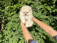 Üst Kalite Pomeranian Boo Bebek