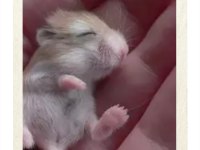 Yavru hamster