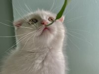 Safkan erkek scottish fold yavrularım sahiplendirilme hazır