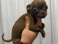 Chihuahua yavrular