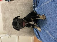 French bulldog bebekler
