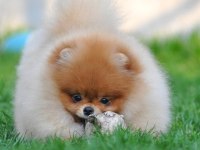 POMERANİAN BOO YAVRULARI