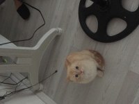 kedi çok tatlı ailemde tüy alerjisi olduğu için vercem