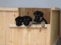 Alman Çoban Köpeği Yavruları