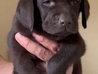 Çikolata nutella labrador tatlışlar