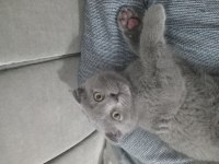 Scottish Fold Paşamız Yeni Yuvasına Hazır