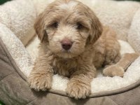 Maltipoo bebekler