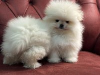 Ankaranın  en özel teddy pomeranian yavruları