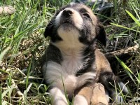Şirin Yavru Köpekler Sahiplendirilecektir