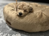 Köpeğimizi Sahiplenecek yuva arıyoruz