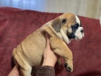 Üst kalite ingiliz bulldog bebekler