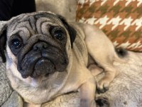 Pug Latte Yeni Sahibini Arıyor