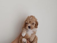 Orjinal kendi köpeğimin yavruları
