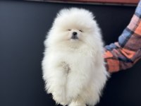 Petmode köpek çiftliğinden hazır 5 adet pomeranian 