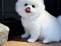 Pomeranian boo yavrular