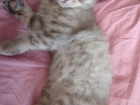 2 aylık scottish fold yavru