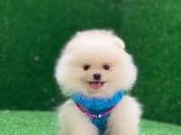 Blacks Petshop Garantisiyle Pomeranian Köpeklerimiz
