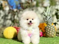 Safkan pomeranian yavrular