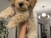 Diş F1 Maltipoo yavru